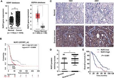 NUF2 overexpression contributes to epithelial ovarian cancer progression via ERBB3-mediated PI3K-AKT and MAPK signaling axes